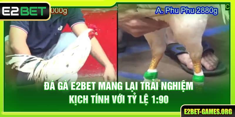 Đá Gà E2BET Mang Lại Trải Nghiệm Kịch Tính Với Tỷ Lệ 1:90 1 Đá Gà E2BET Mang Lại Trải Nghiệm Kịch Tính Với Tỷ Lệ 1:90