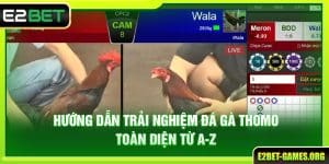 Hướng Dẫn Trải Nghiệm Đá Gà Thomo E2BET Toàn Diện Từ A Đến Z