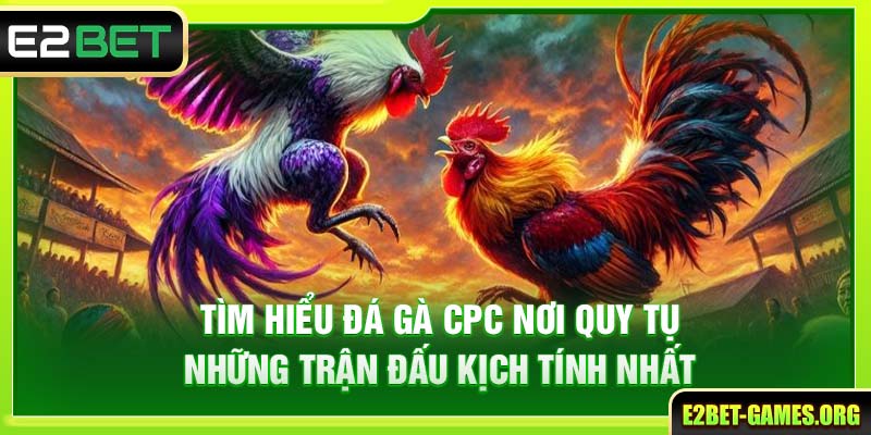 Tìm Hiểu Đá Gà CPC Tại E2BET Nơi Quy Tụ Những Trận Đấu Kịch Tính Nhất 1 Tìm Hiểu Đá Gà CPC Tại E2BET Nơi Quy Tụ Những Trận Đấu Kịch Tính Nhất